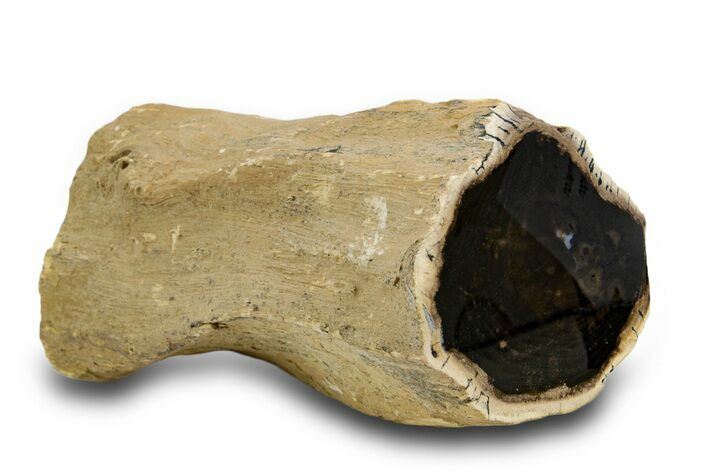 Polished Petrified Wood Limb Section - McDermitt, Oregon #382250